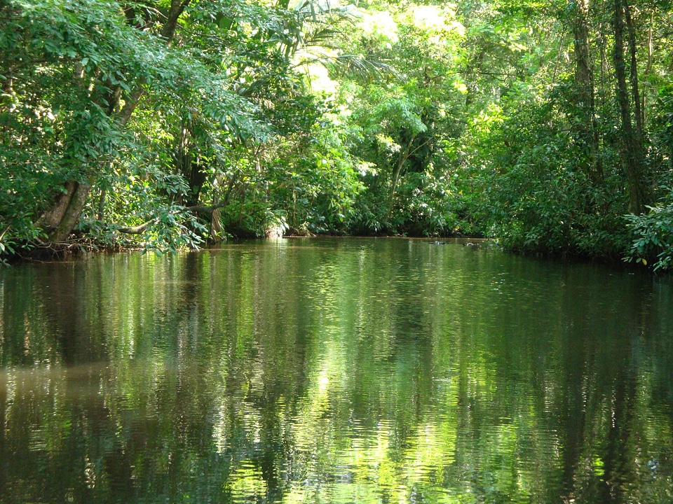 Costa rica tortuguero jungle