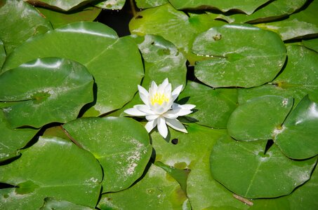 Lotus flower natural white