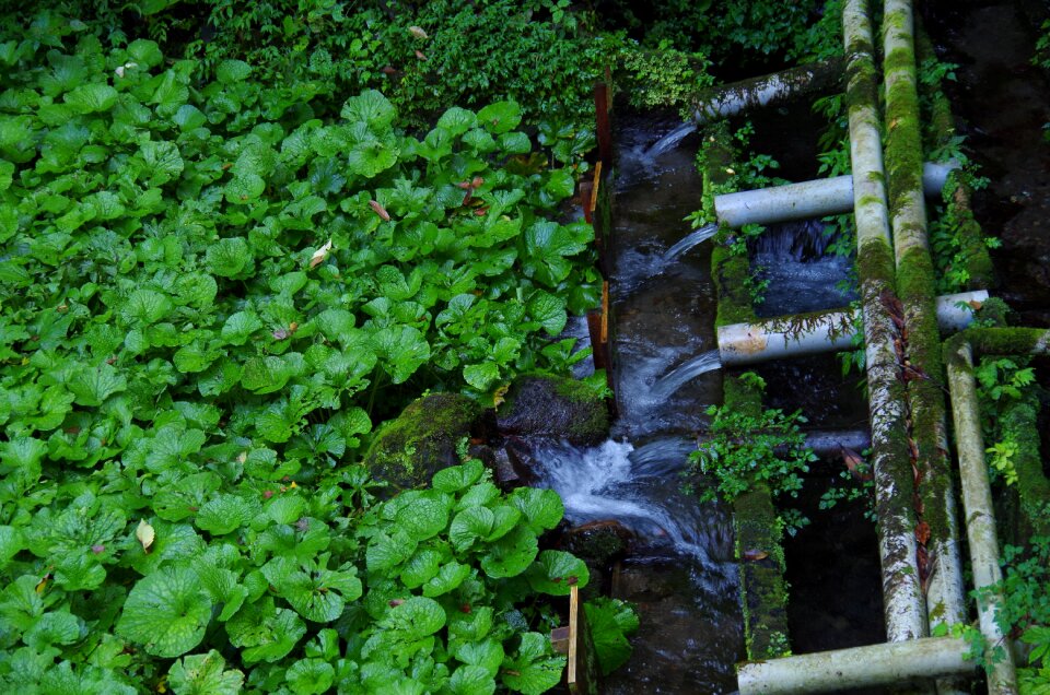 Natural green wasabi