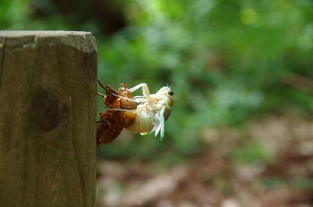 Hatch insect bug