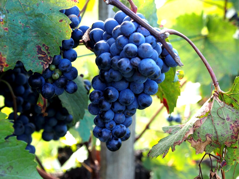 Fruit wine sweet