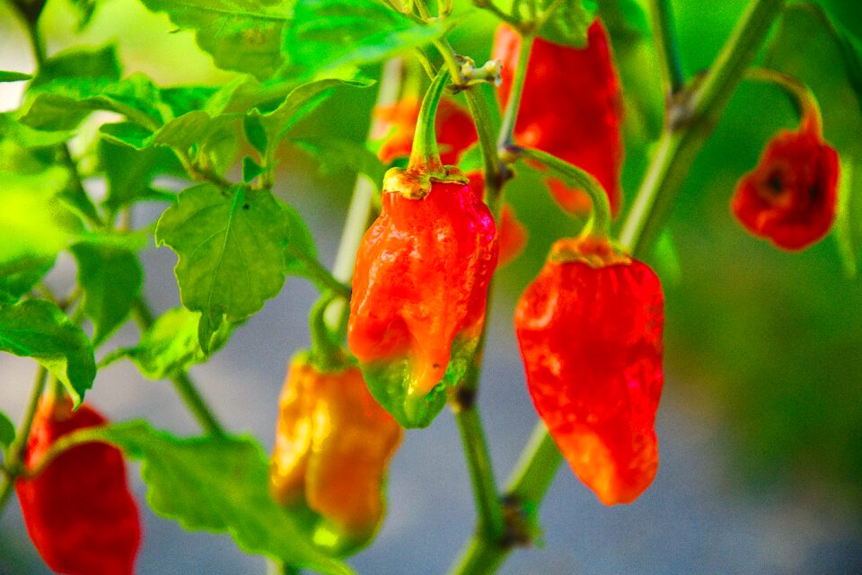 Scoville units green ghost