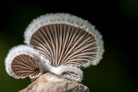 Forest mushroom discovered autumn
