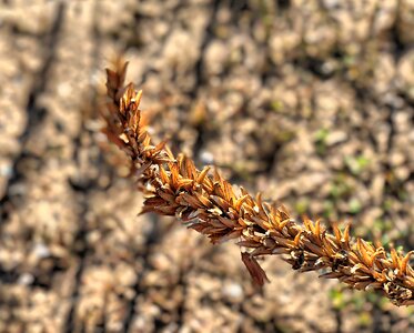 Plant grain corn