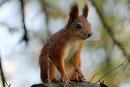 Animals nature forest