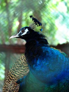 Feather colorful head photo