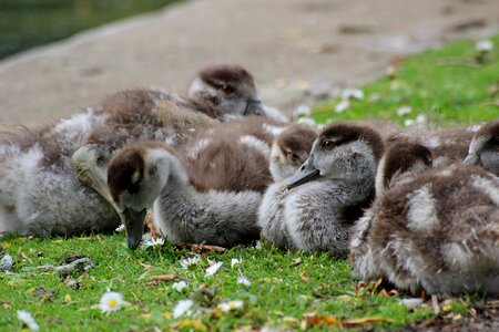 Ducks young herd