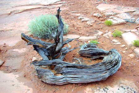 Juniper canyonlands national photo