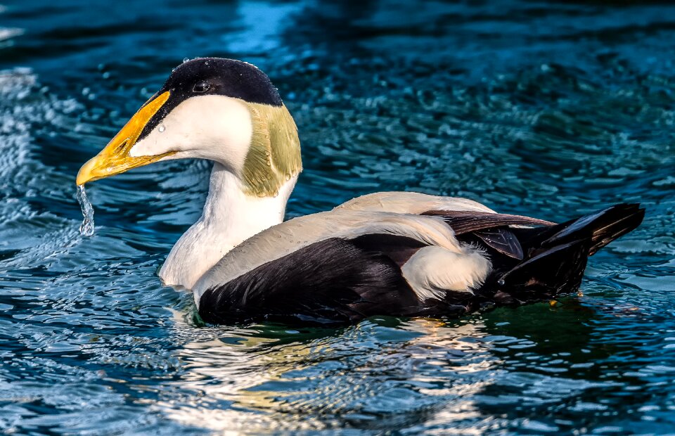 Seabirds wildlife birding