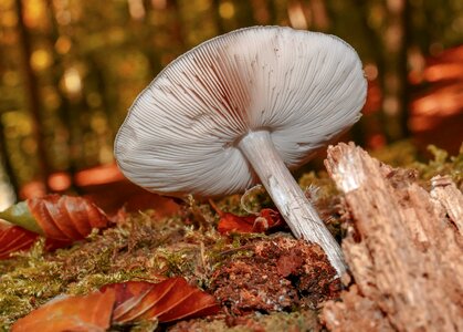 Forest red poison
