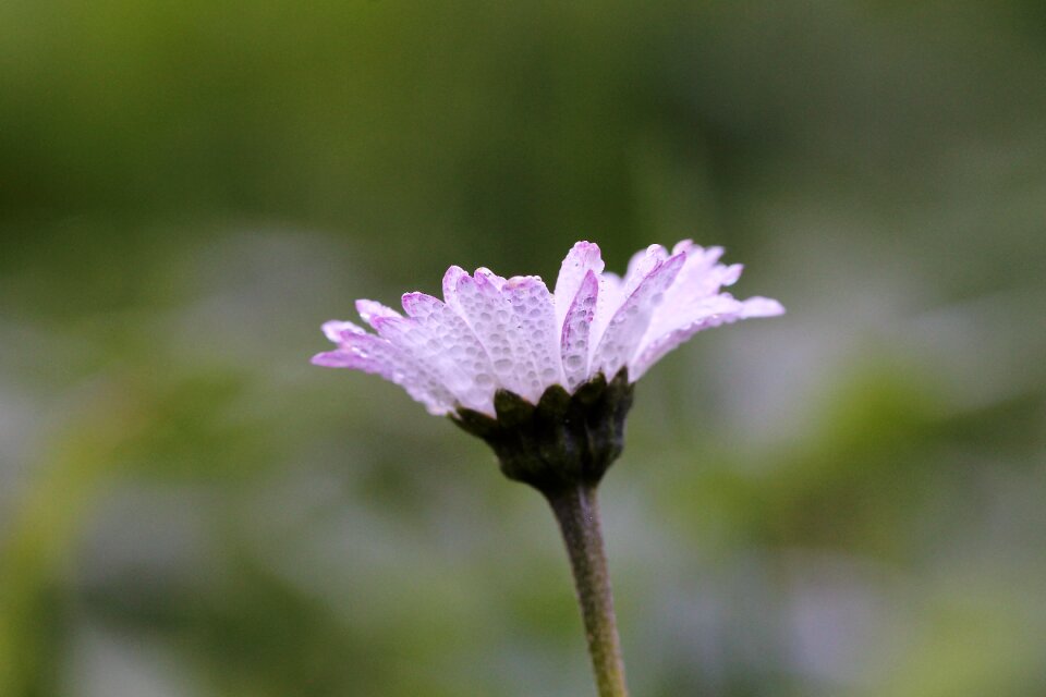 Daisy dew meadow