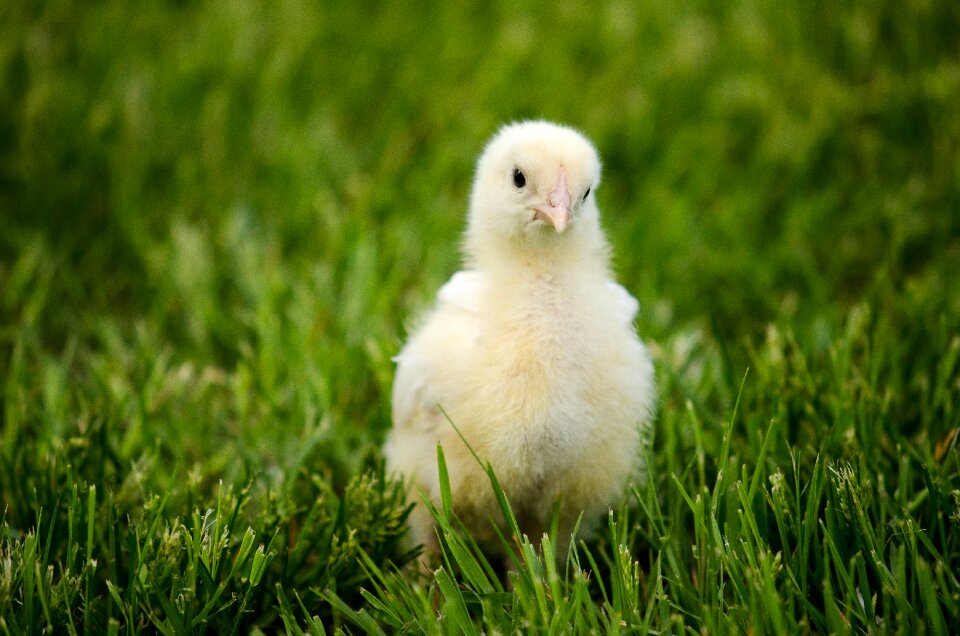 Grass outdoor bantam