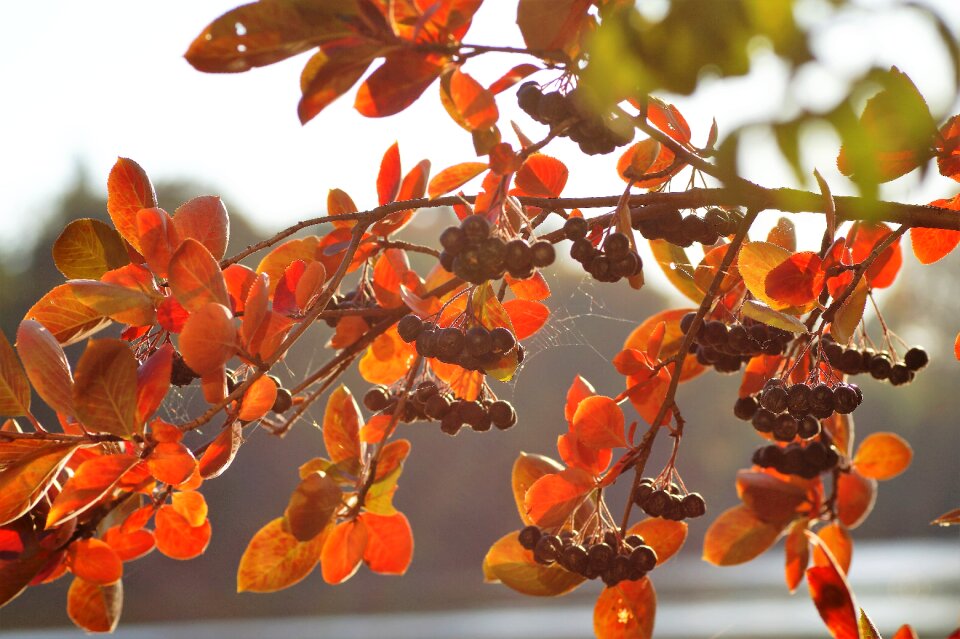 Autumn coloured branch
