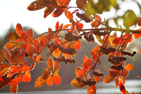 Autumn coloured branch