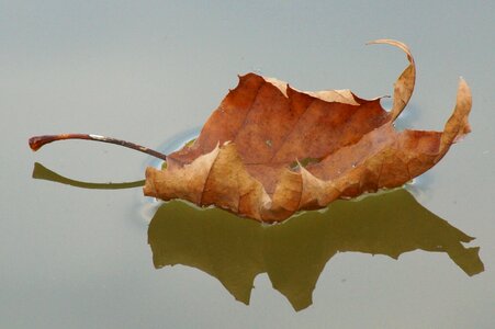 Nature autumn reflections photo