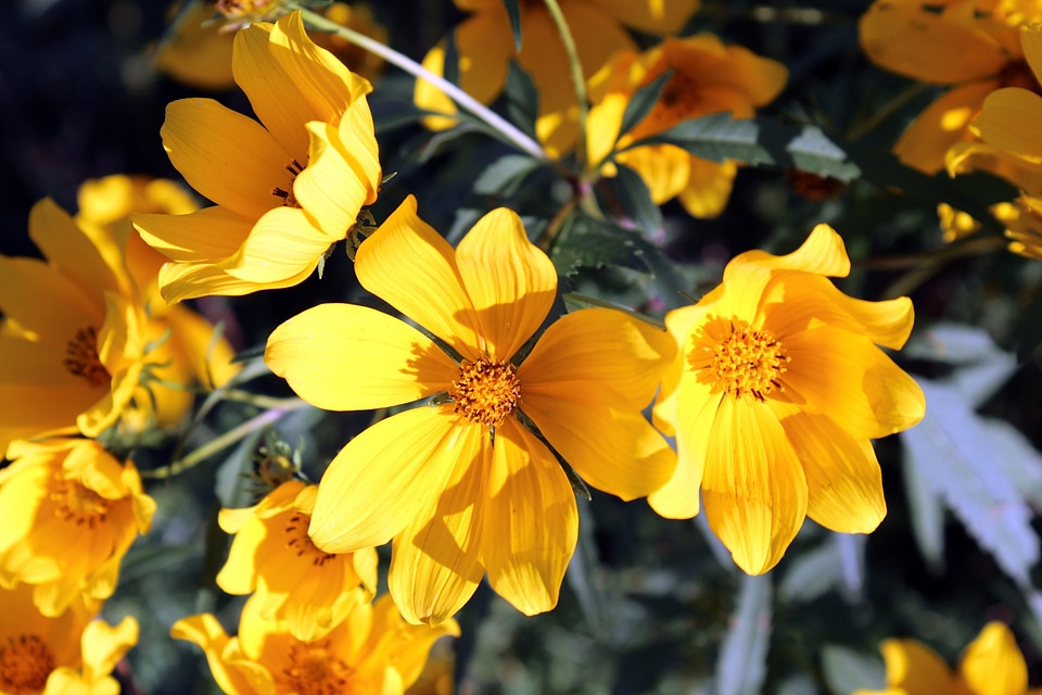 Blossom floral petal