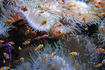 Ocean anemone underwater