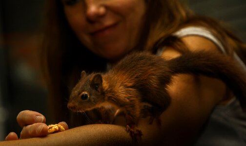 Cute nager animal world