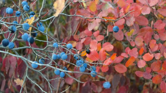 Nature leaves in the fall of