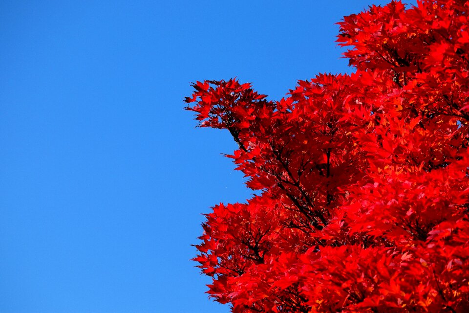 Nature autumn leaves