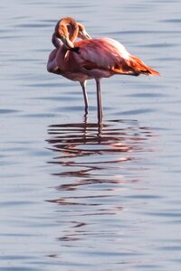 Flamingo bird wildlife