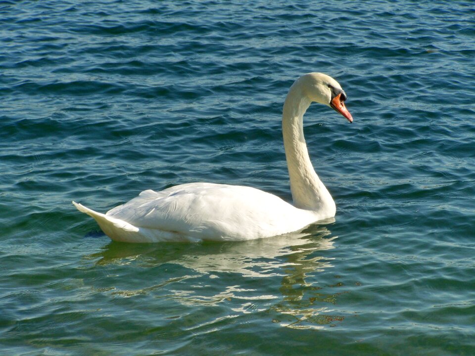 Swan water bird elegant