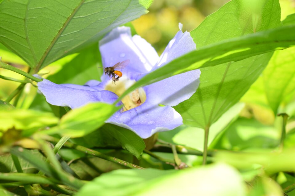 Plant nature colombia