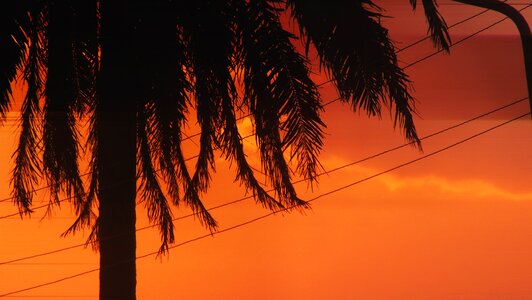 Lying the sun palm photo