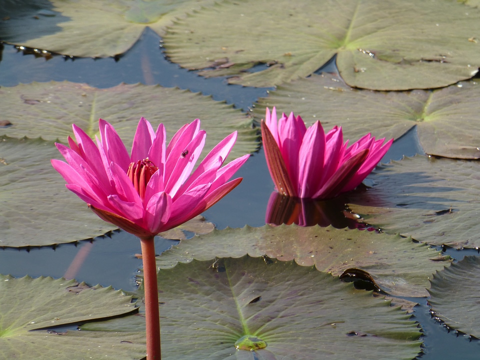 Flowers pink pond