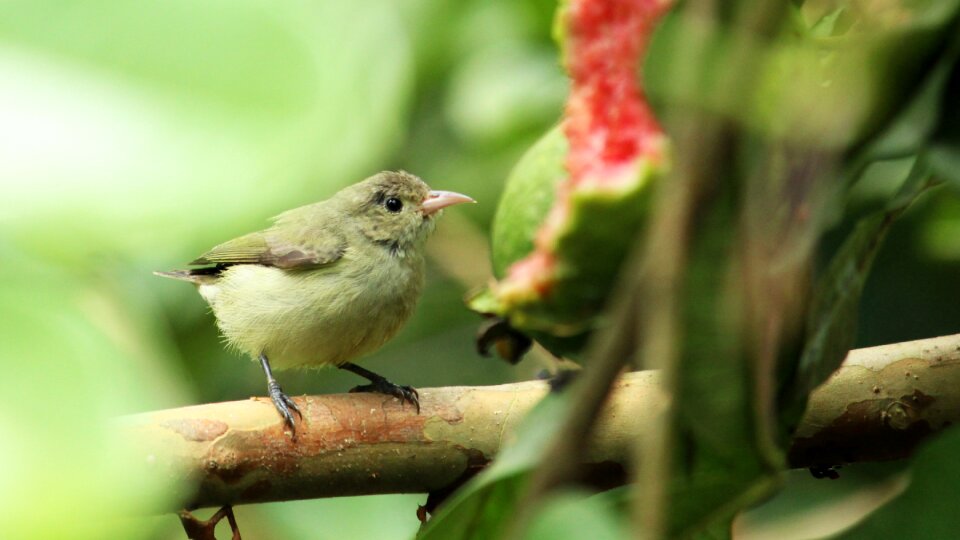 Bird avian little