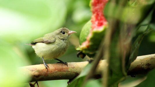 Bird avian little photo