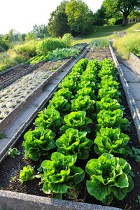 Healthy nutrition food