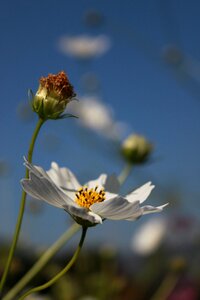 Plants flower garden petal