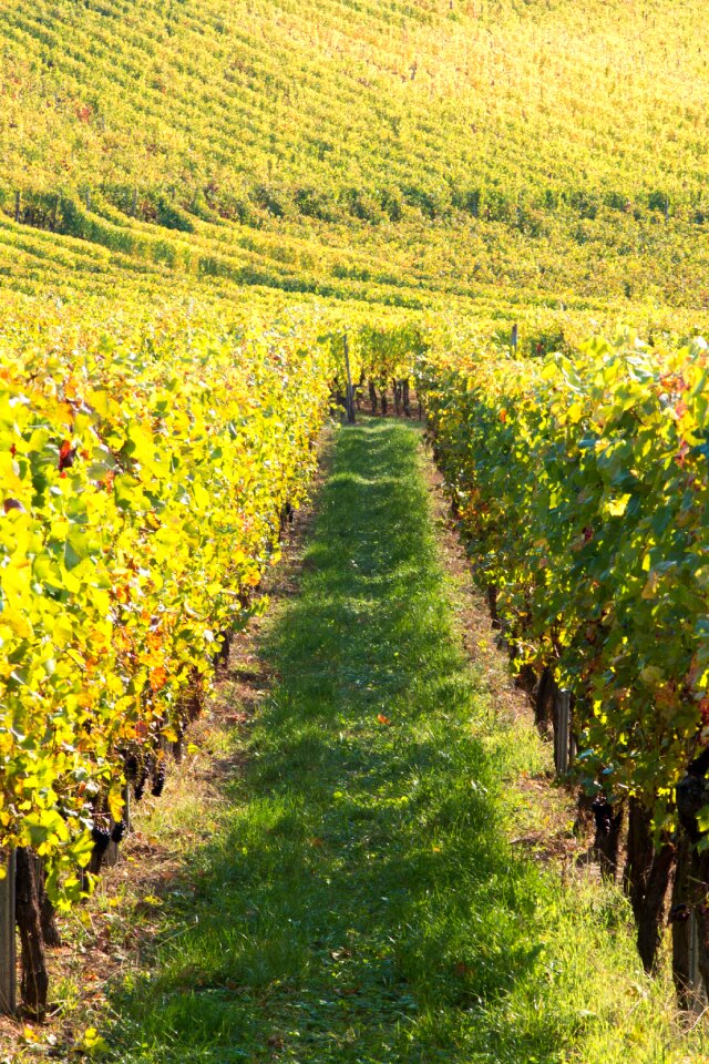 Alsace harvest read