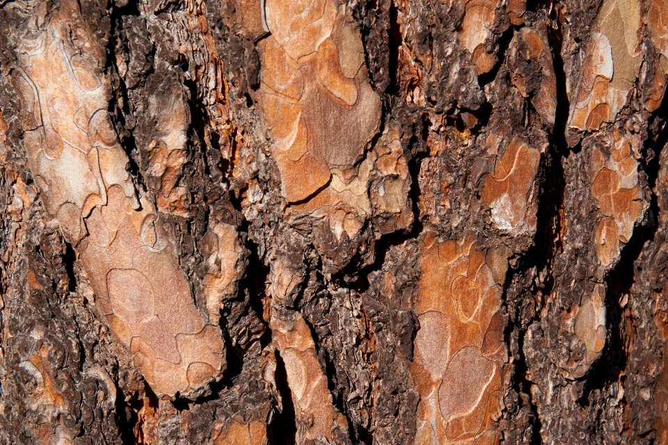 The bark tree forest