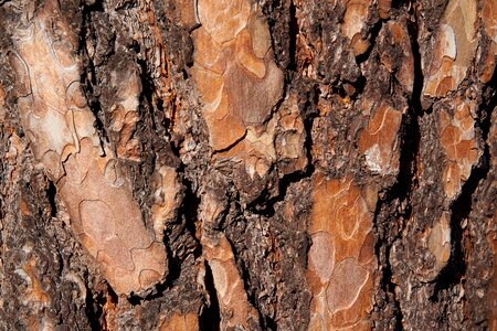 The bark tree forest photo
