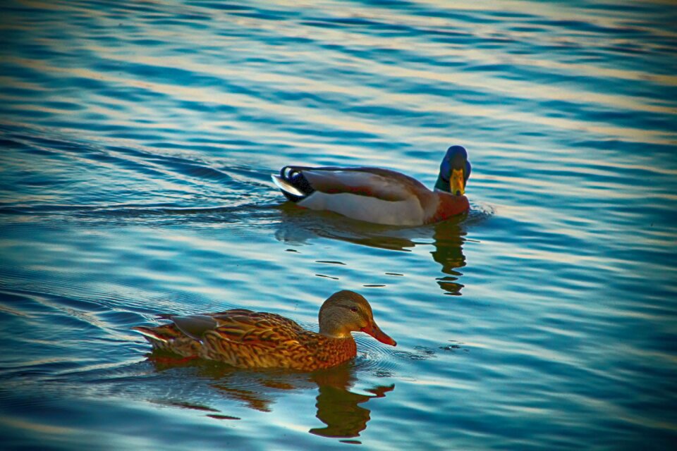 Duck water pond
