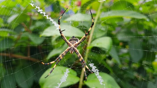 Spider web green web photo