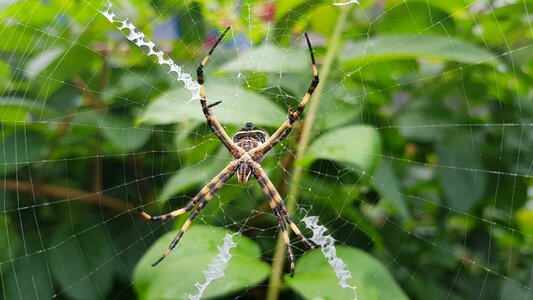 Spider web green web