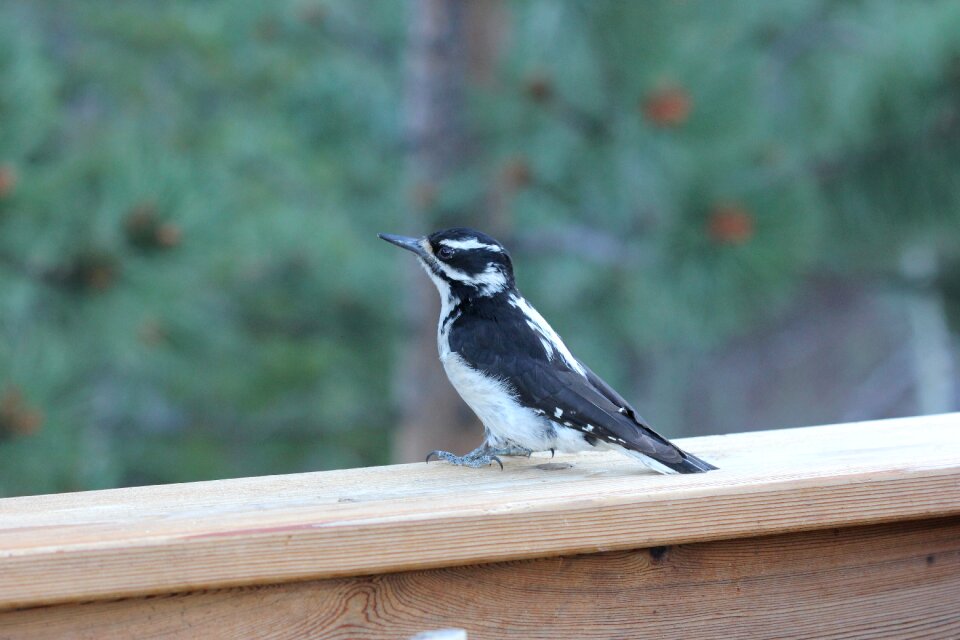 Downy woodpecker cute cute bird