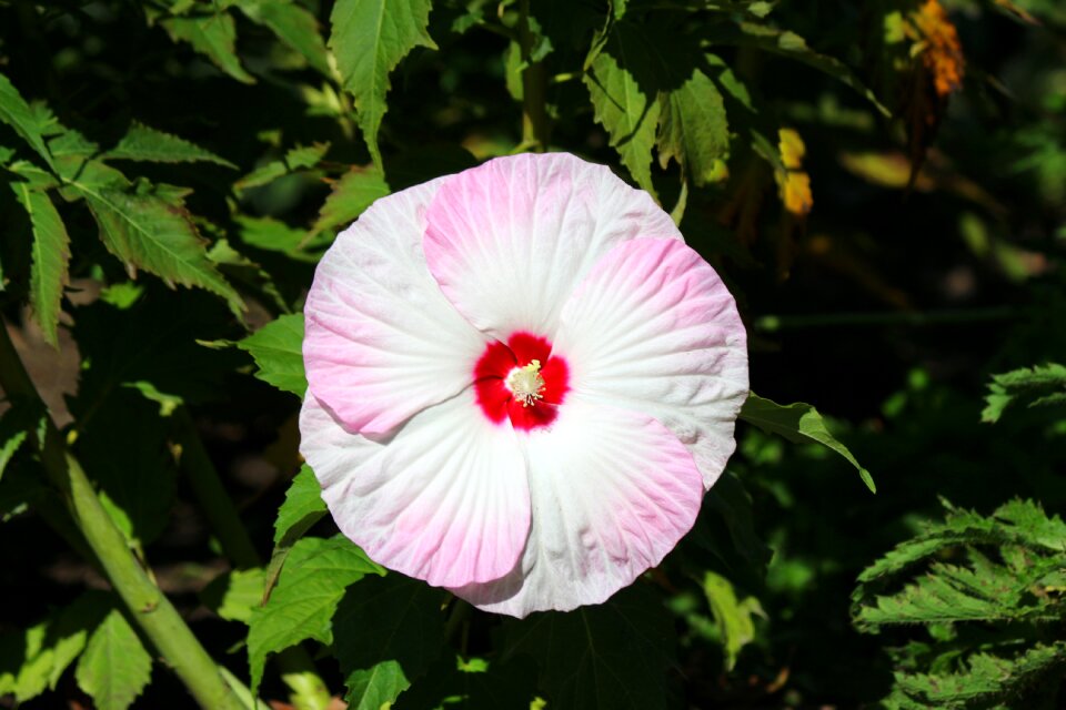 Nature botany flowering