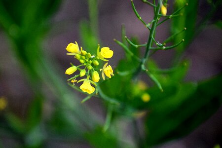 Nature blossom summer photo