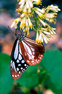 Insect natural flying insects