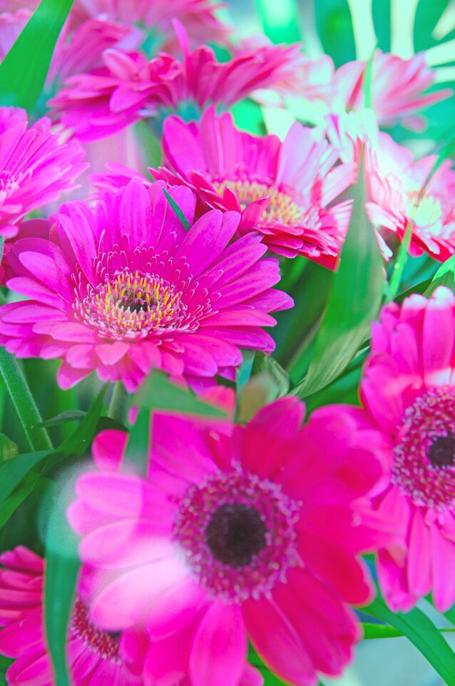 Pink gerbera flower flowers