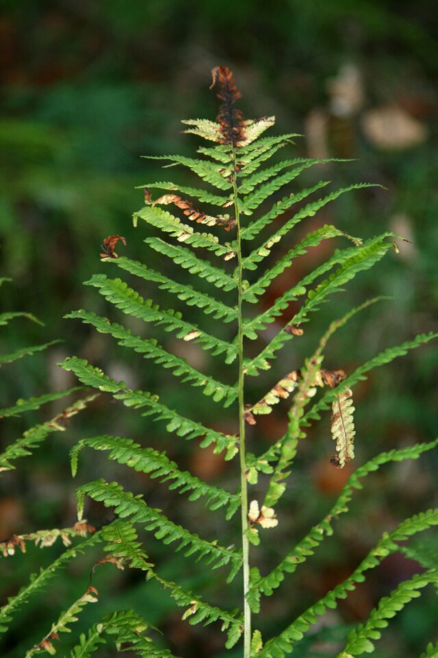 Doune fern