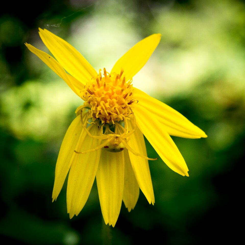 Flowers yellow wild