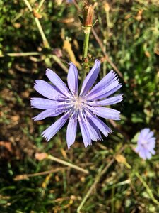 Delicate flower grass nature photo