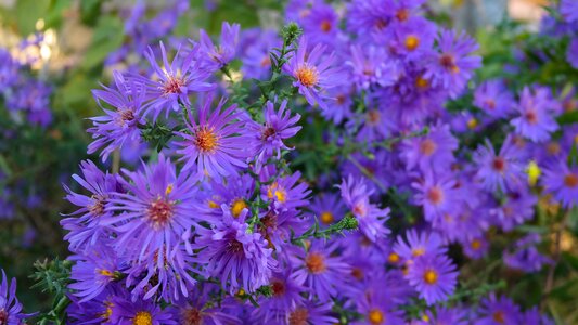 Flowers garden purple