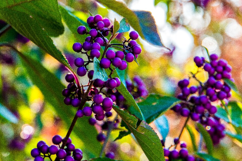 Violet nature plant