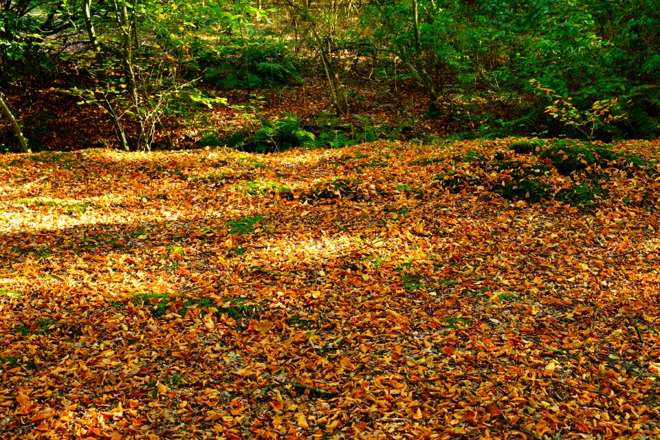 Autumn nature fall foliage